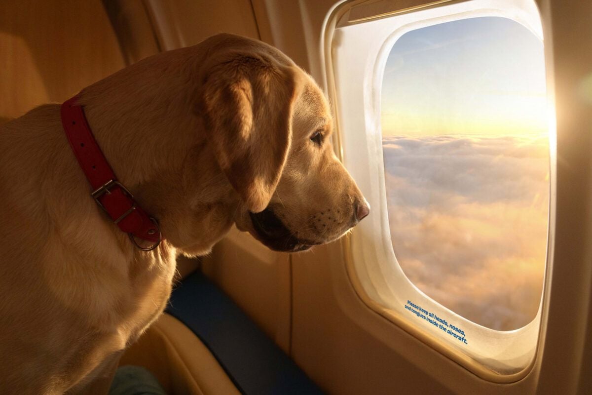 BARK Air
