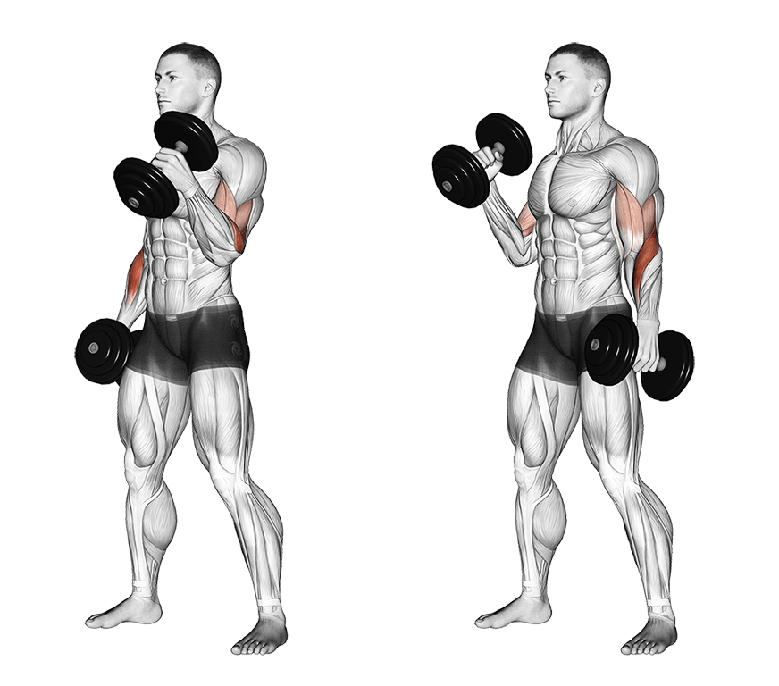 Dumbbell Hammer Curl