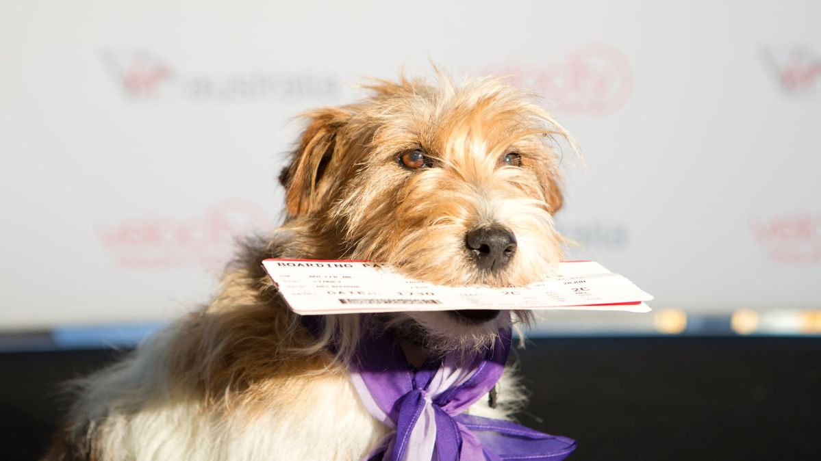 Fly With Dog Australia
