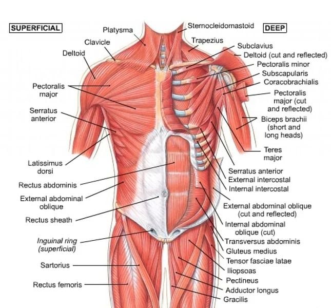 Best Chest Exercises for men