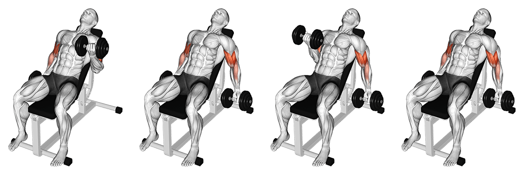 Incline Dumbbell Curl