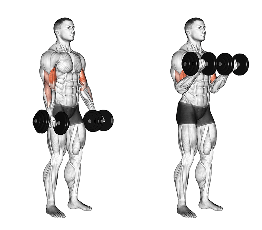 Best Bicep Exercises
