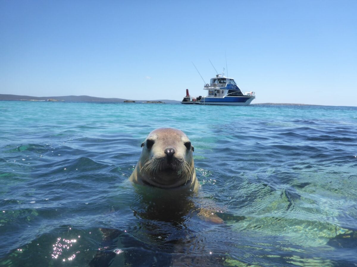 South Australia unexpected