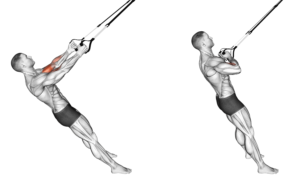 TRX Suspension Curl