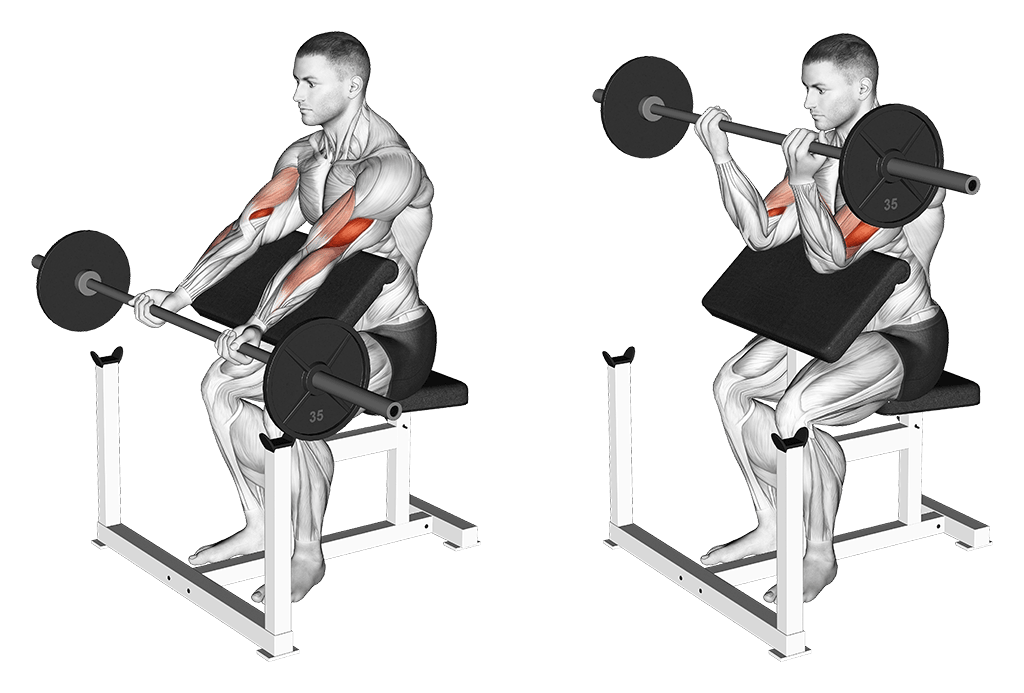 Best Bicep Exercises