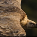 A close up of a bird