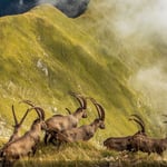 A herd of sheep standing on top of a mountain