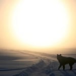 A dog with a sunset in the background