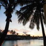 A group of palm trees next to a body of water