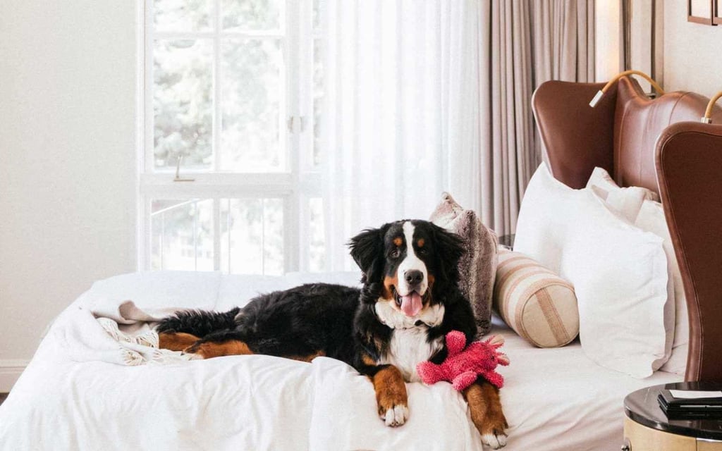 St. Regis Aspen Resort’s ‘Fur Butler’ Job To Take Care Of Their Adorable Mountain Dog