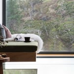 A cat sitting on top of a table next to a window