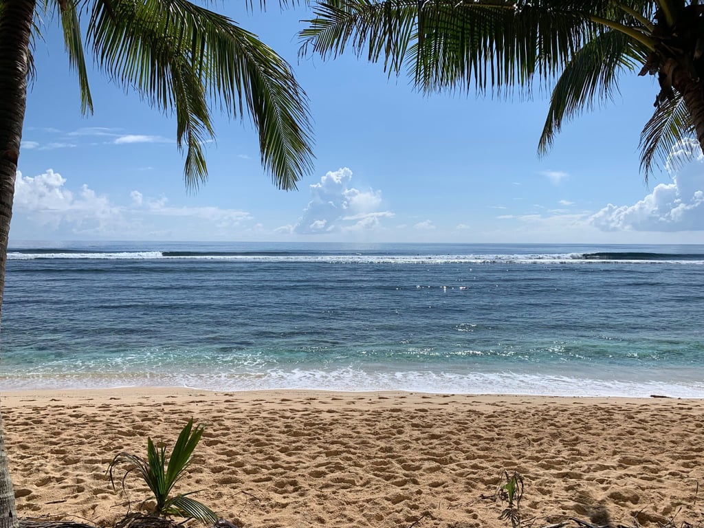 A group of palm trees on a beach