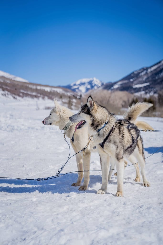 Park City dogsledding