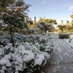 A tree covered in snow