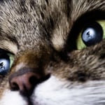 A close up of a grey cat with blue eyes looking at the camera