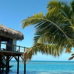 A beach with a palm tree sitting next to a body of water