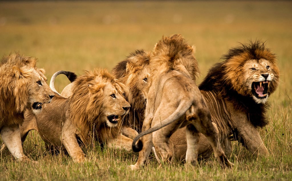 A lion in a grassy field