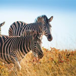A couple of zebra standing on top of a dry grass field