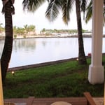 A tree next to a body of water