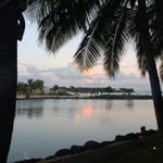 A group of palm trees next to a body of water