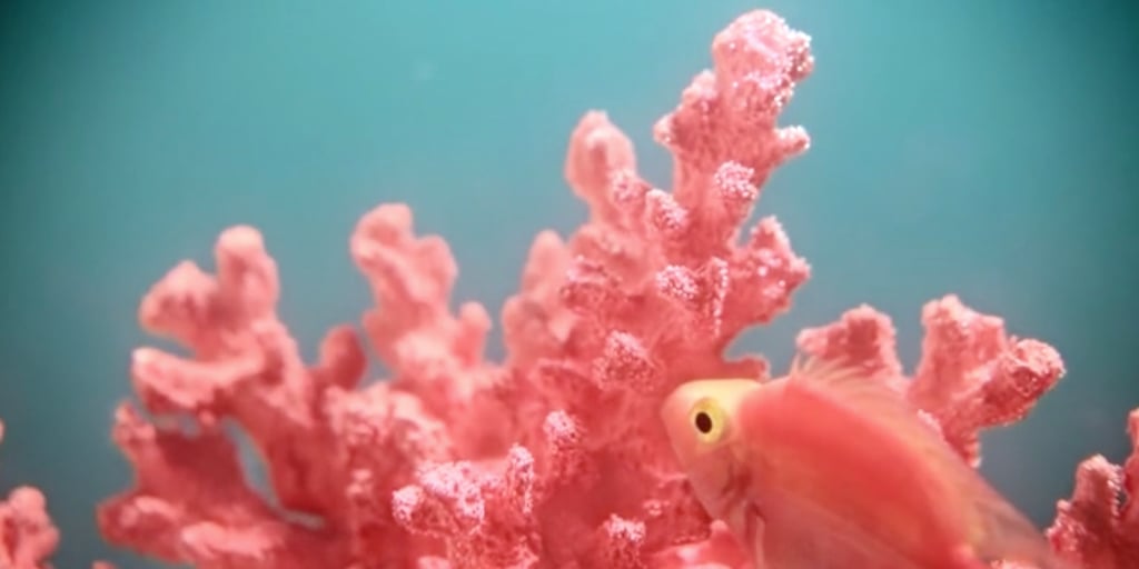 ‘Living Coral’ Is Pantone’s Colour Of The Year For 2019