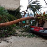 A man standing next to a palm tree