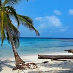 A beach with a palm tree in front of a body of water