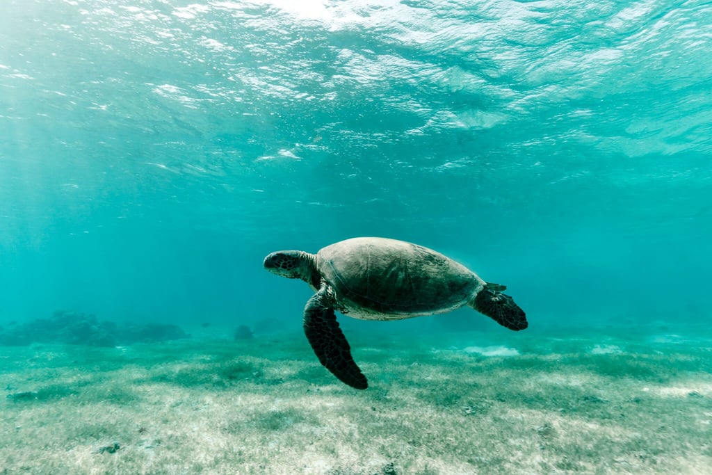 A turtle swimming under water