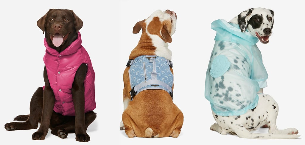 You Can Now Dress Your Dog In Burberry, Moncler, & Versace