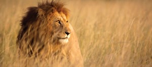 A lion standing on a dry grass field