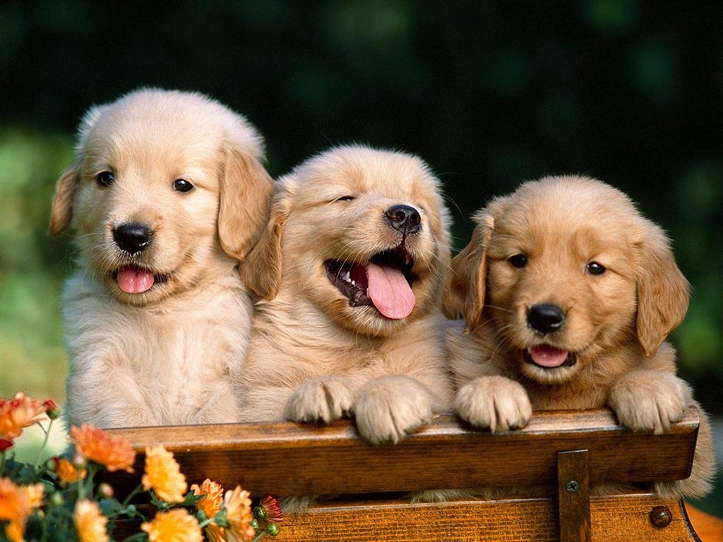 121 Best Dog Names For Your Brand New Pup
