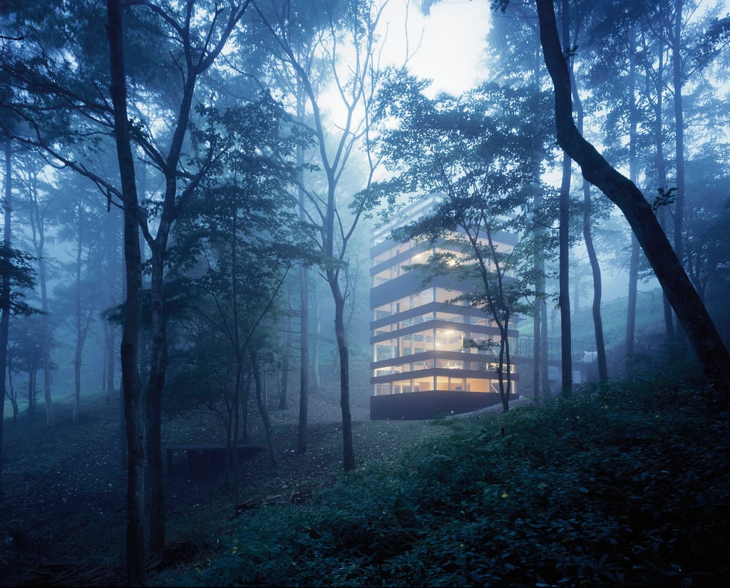 A large tree in a forest