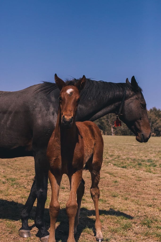 Gooree Park Stud