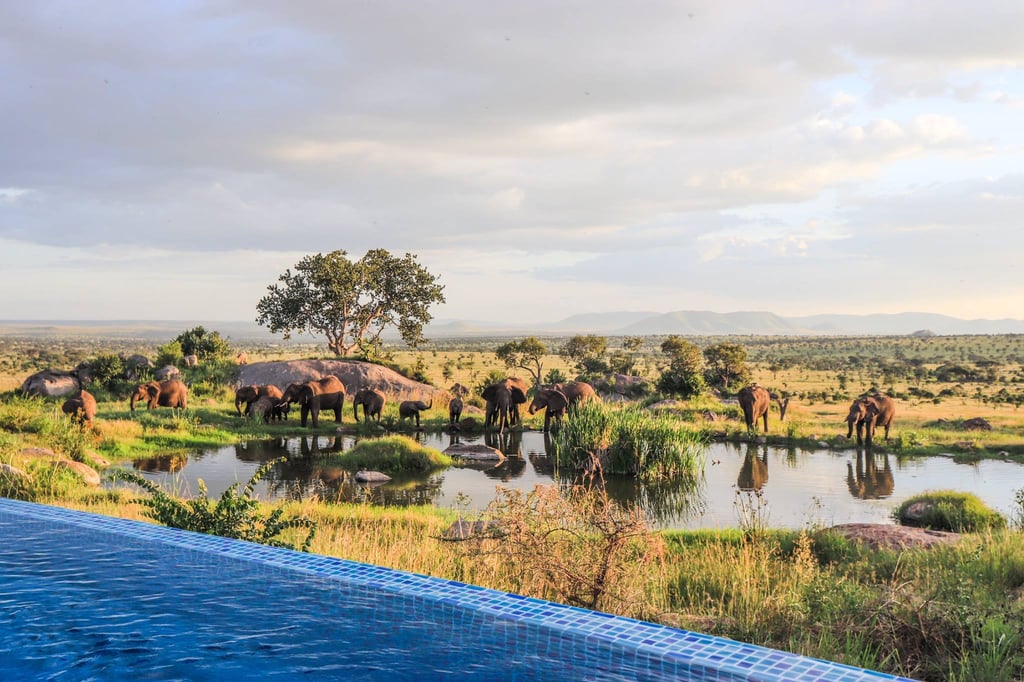 A herd of cattle walking across a river next to a body of water