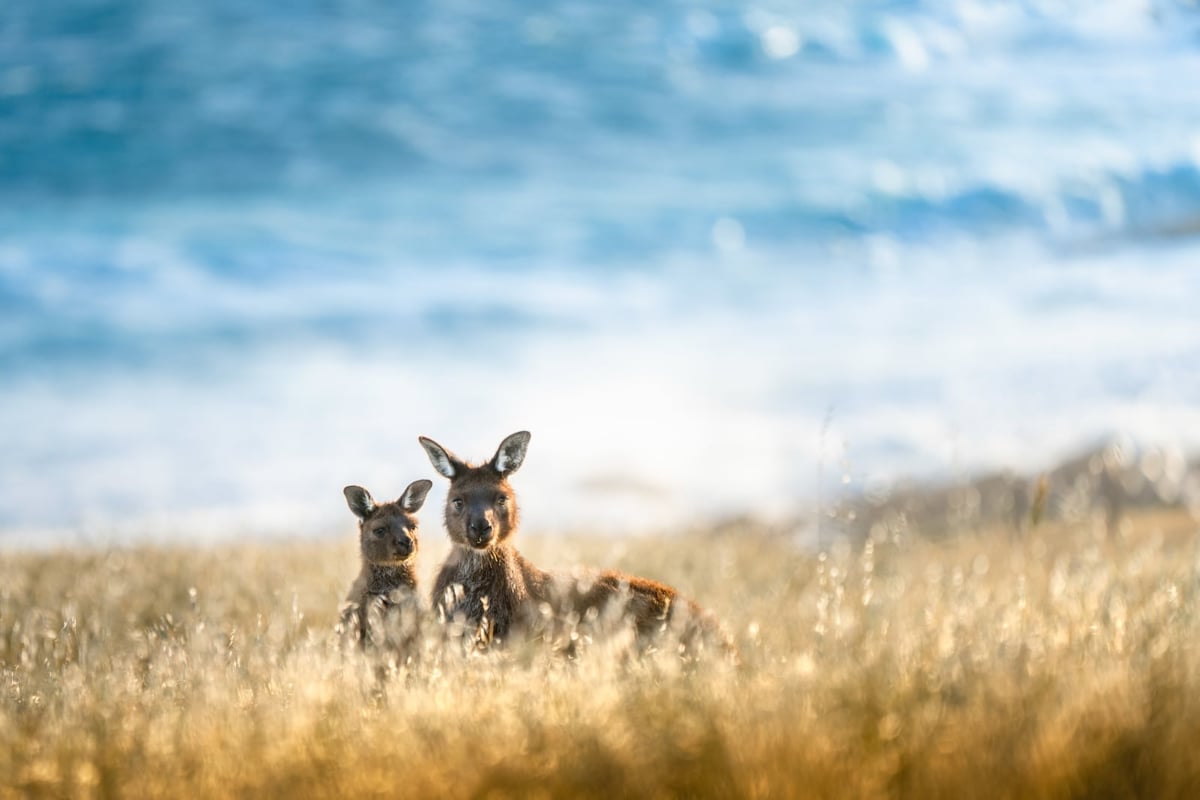 The Best Places To Safari In Australia