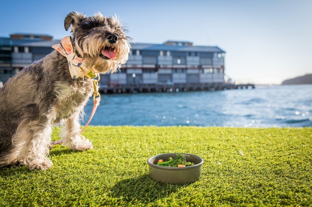 Pier One Dog Friendly