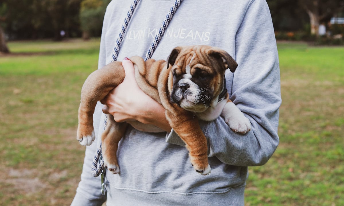 Chickpea The English Bulldog