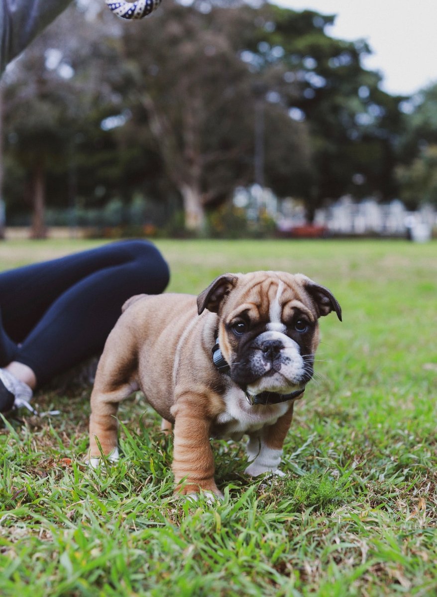 Chickpea The English Bulldog