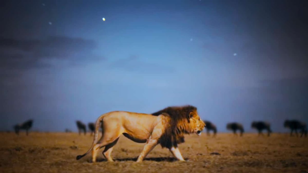 A cow walking across a dry grass field