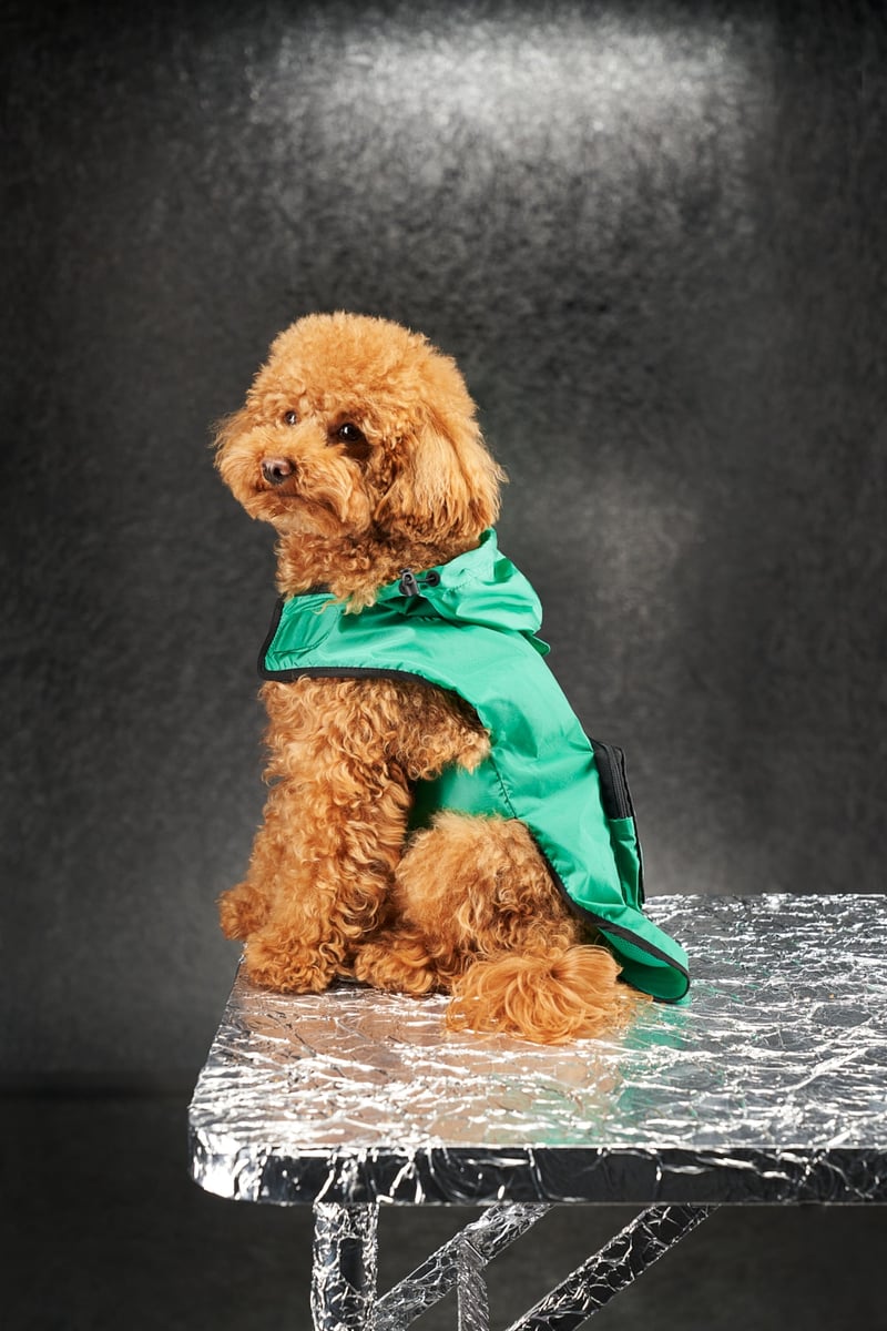 Moncler Dog Couture