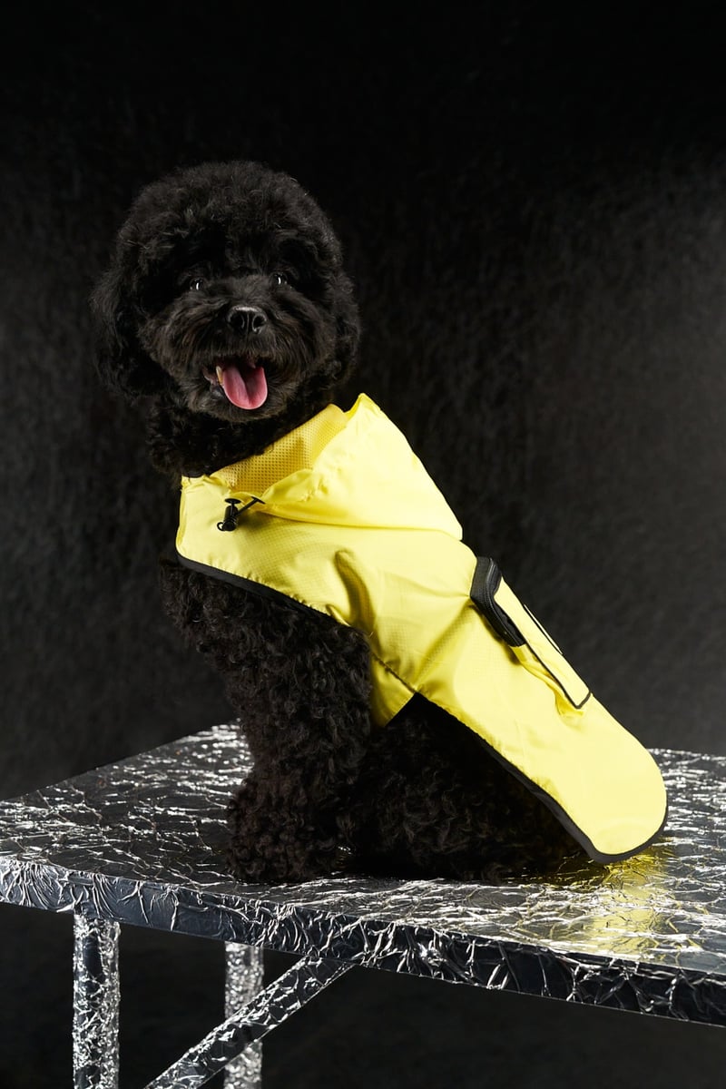 Moncler Dog Couture