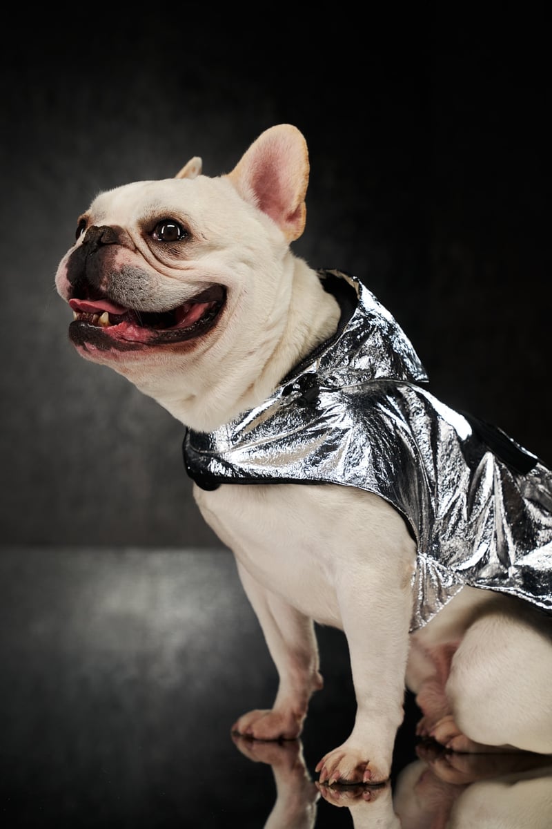 Moncler Dog Couture