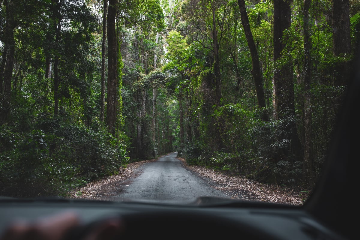 A view of a forest