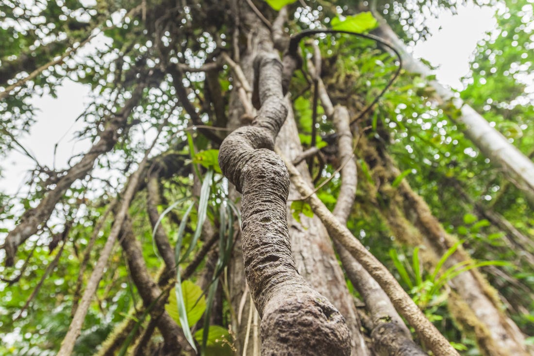 Ayahuasca plant