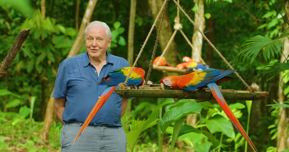 netflix life in colour sir david attenborough