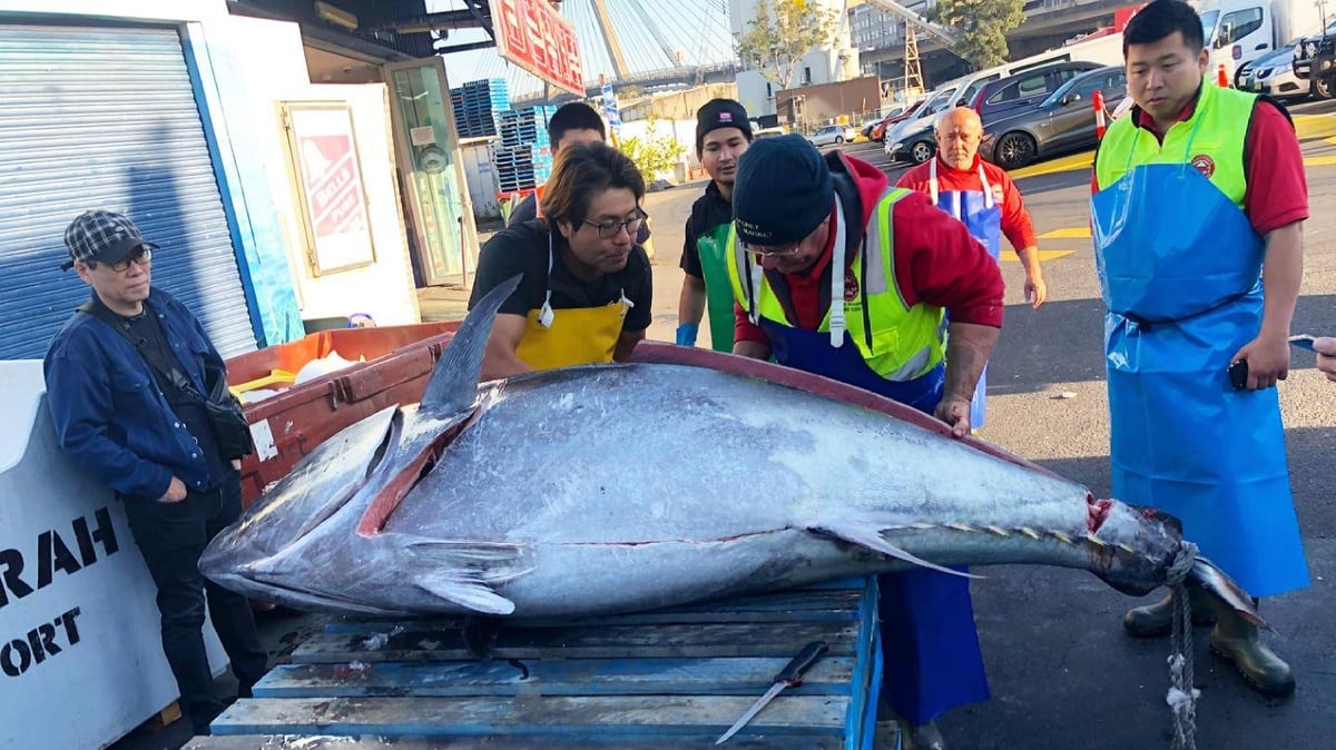 Sydney Fish Market 271kg northern bluefin tuna