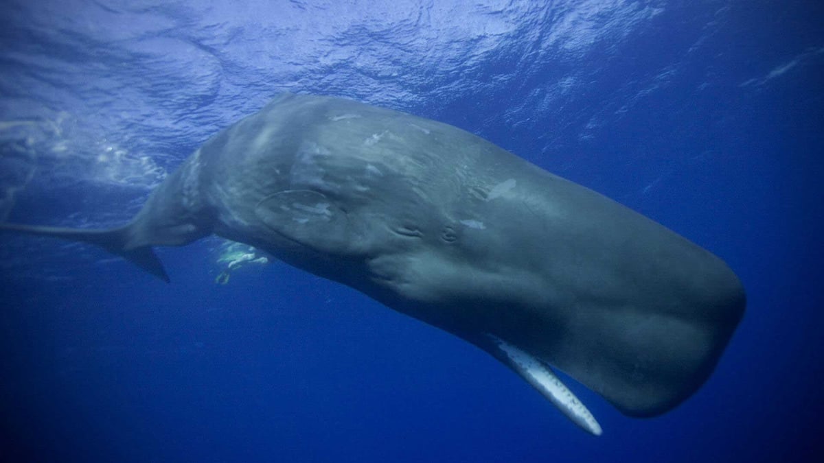 Sperm whales produce ambergris, but only around 1% of the population.
