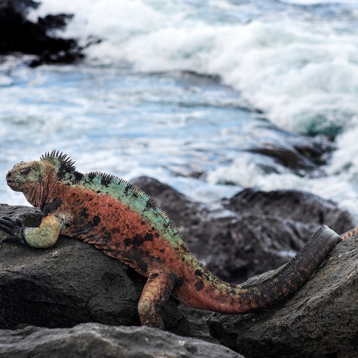 Leonardo DiCaprio Galapagos Islands re:wild pink iguana