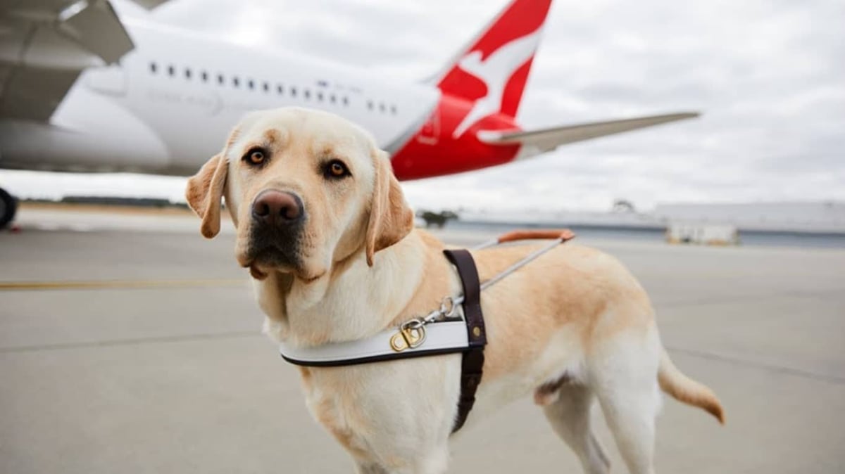 Fly With Dog Australia Qantas