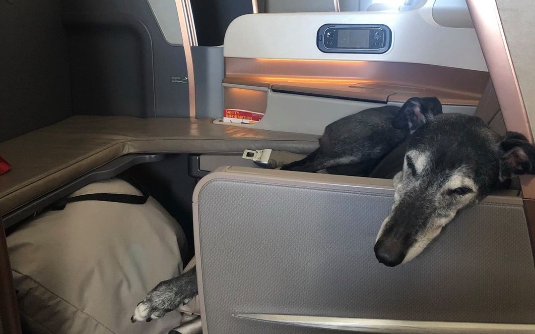 Lewis Greyhound Dog Business Class Singapore Airlines Executive Traveller Story